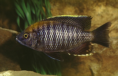 Copadichromis sp. 'flavimanus lundu' Lundu